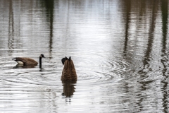 geese-feeding-delta-ponds-copy